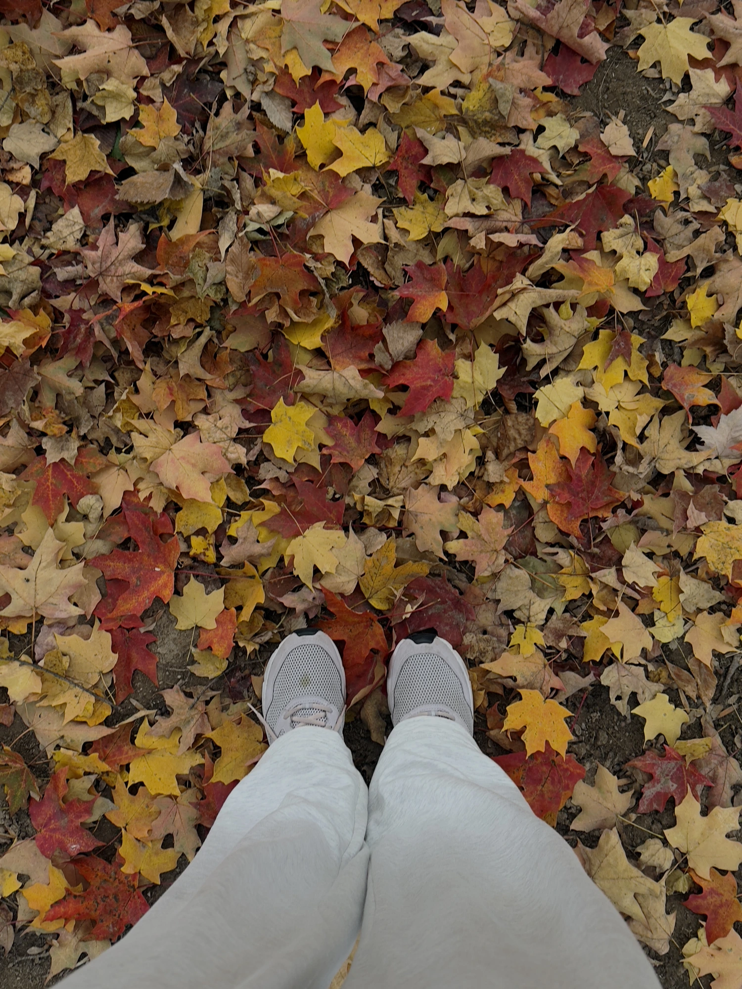 Autumn underfoot